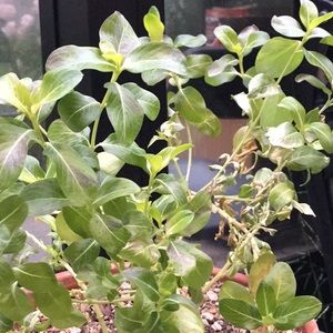 Meet your Posher, Li